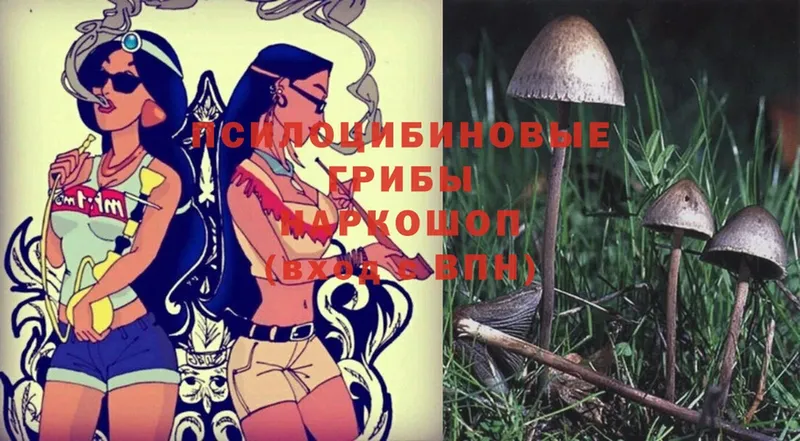 цена   Гагарин  Псилоцибиновые грибы Psilocybine cubensis 